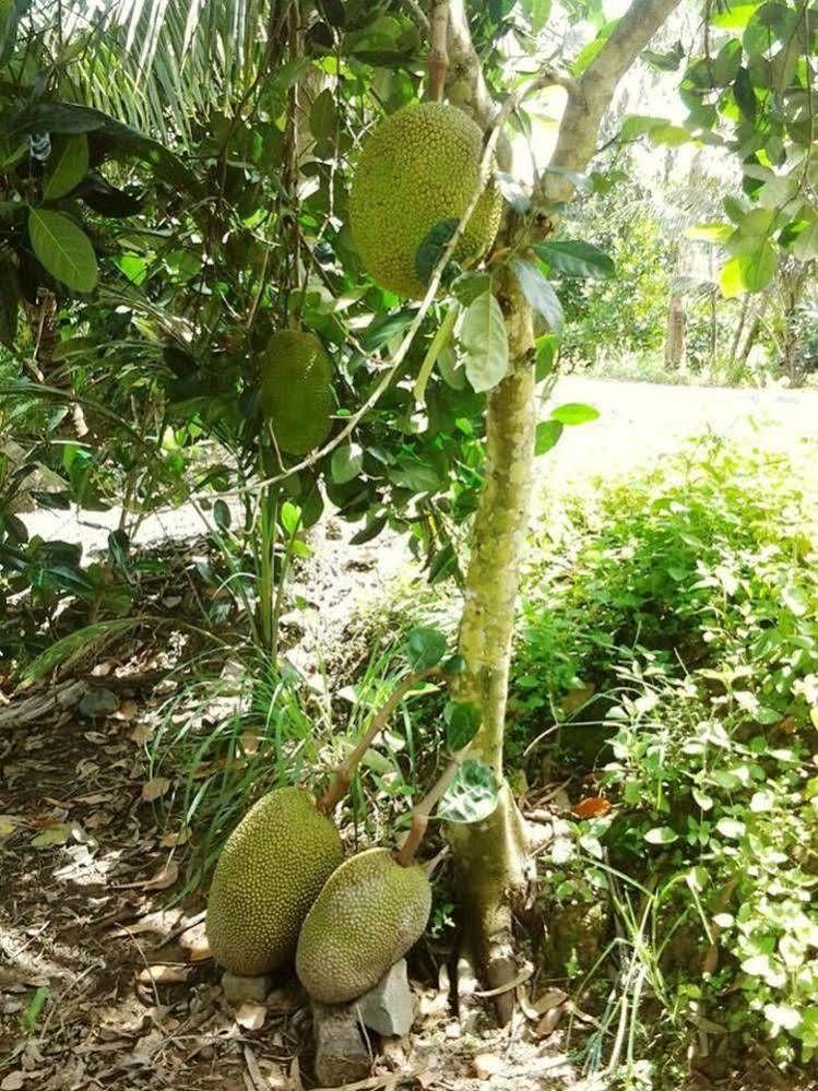 Green Village Homestay 芹苴 外观 照片